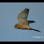 Kestrel Hunting Kestrel Hunting