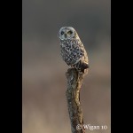 Short Eared Owl on post Short Eared Owl on post