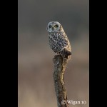 Short Eared Owl on post Short Eared Owl on post