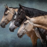 Action horse team: Spirit, Malik, Mojo, Sablo All Eyes And Ears