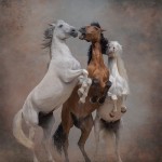 Atkinson Action Horses Twos Company