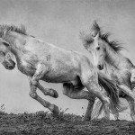 camargue ponies Follow My Leader
