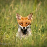 Fox pup in the meadow - by Susannah Jordan