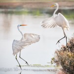 Great Egret Mating Dance - by Susannah Jordan