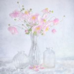 Japanese Anemone - by Susannah Jordan