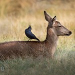 mmm Buzz Snacks - by Susannah Jordan